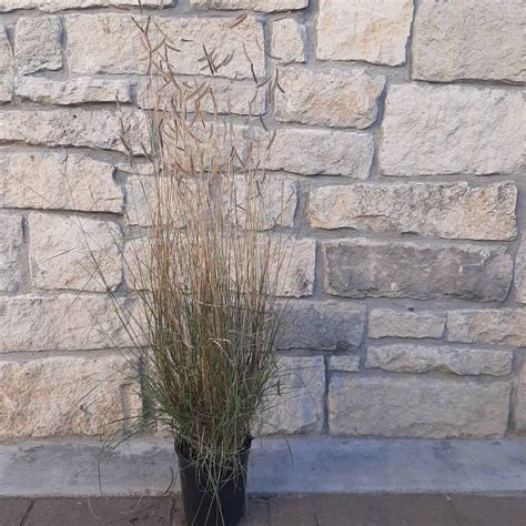 Blonde Ambition Blue Grama Grass 1 Container Grimm S Gardens