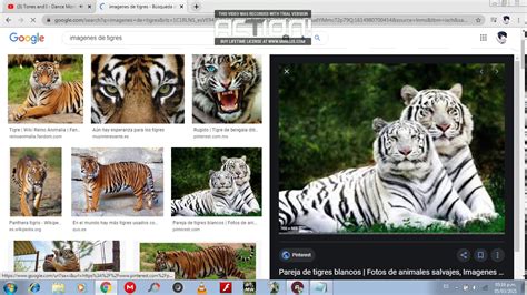 Como Descargar Imagenes De Google En Pc Youtube