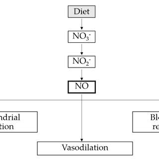 The Main Beneficial Effects Of Nitric Oxide On Physical Performance