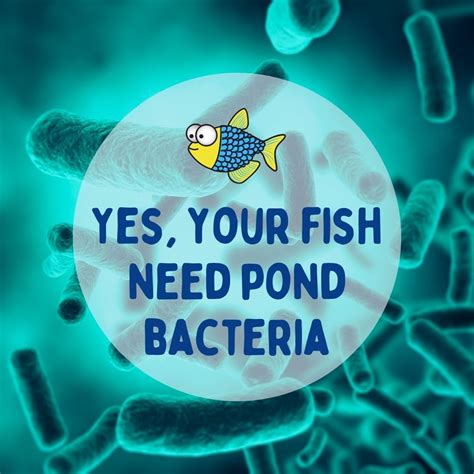 Pond bacteria | Yes, your fish need bacteria | Warehouse Aquatics