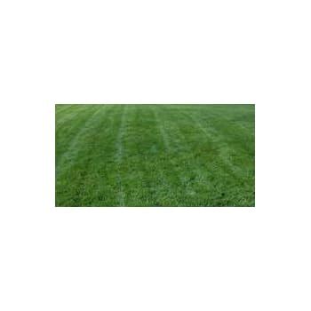 Amazon Titan Rx Turf Type Tall Fescue Grass Seed Lb Garden