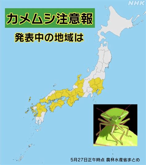 「カメムシ2024年は大量発生？注意報発表都府県はどこ？殺虫剤売り切れ店も」 めだかアイデアマラソンのブログ