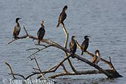 Phalacrocorax Carbo In Great Cormorant En Cormorant Us Great