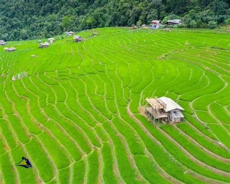 Sapa S Most Beautiful Terraced Rice Fields