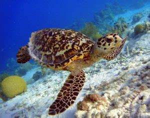 Hawksbill Sea Turtle Fact & Information Guide - American Oceans