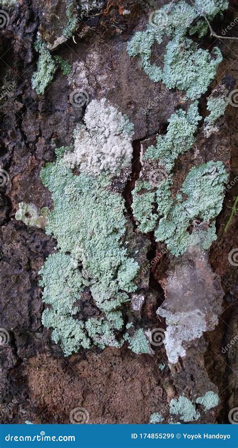 Trichoderma .sp stock image. Image of fungi, simbiosis - 174855299
