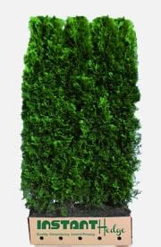 Arborvitae Hedges for Sale | Emerald Green, Green Giant Arborvitae