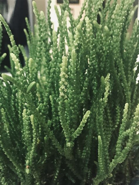 TIL that these smell terrible when they flower! : r/succulents