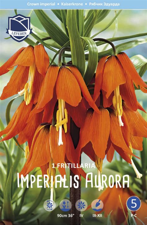 Купить рябчик императорский аврора (fritillaria imperialis aurora), 1 ...