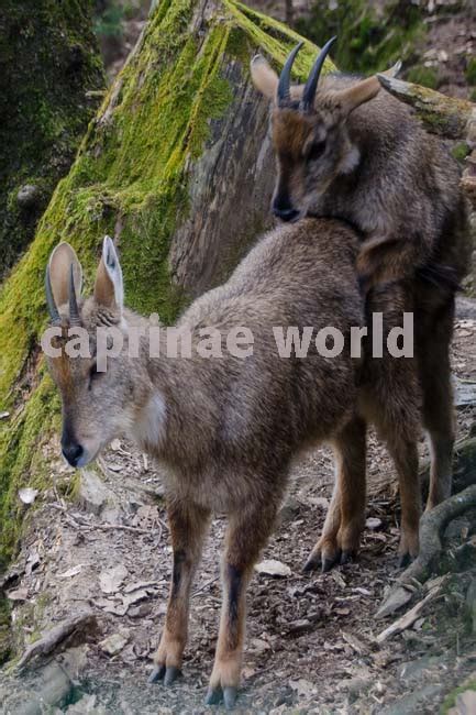 Himalayan gorals – Ralfs' Wildlife and Wild Places