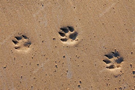 Animal Footprints In Sand — Stock Photo © Steveball 30900423