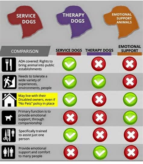 Service Dog vs Therapy vs Emotional Support - Golden Retrievers ...