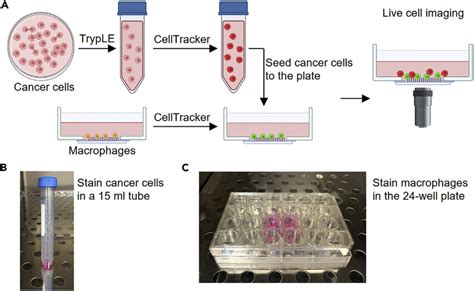 Stain Cancer Cells And Macrophages With Celltracker Dyes And