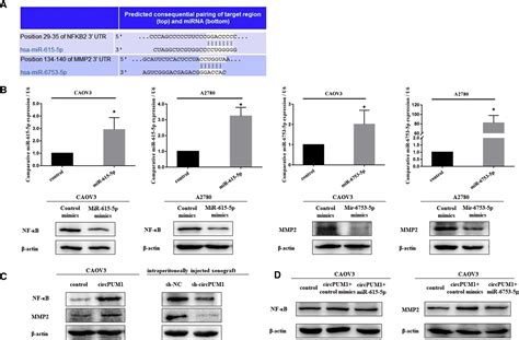 Circpum Promotes Tumorigenesis And Progression Of Ovarian Cancer By