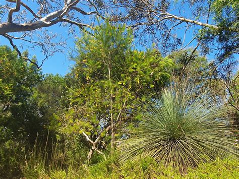 Maranoa Botanic Gardens 11th March 2023 Dale Lin Flickr