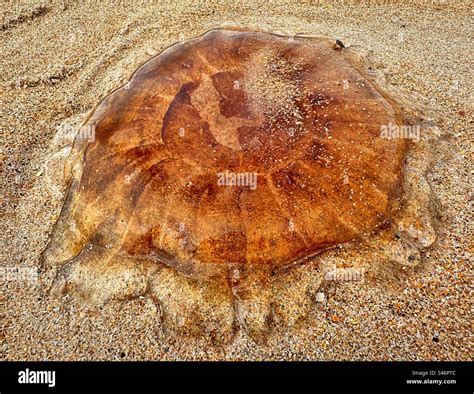 A Lions Mane Jellyfish Washed Up On The Shore Of A Northumberland