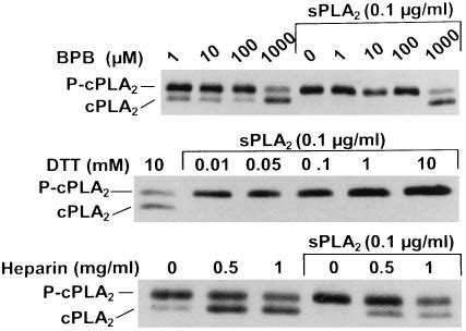 Effect Of BPB DTT And Heparin On The Activation Of CPLA 2 By SPLA 2