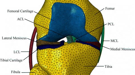 3d Finite Element Model Of The Human Knee Joint Posterior View Download Scientific Diagram