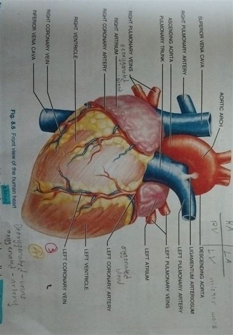 Superior Vena Cava Right Pulmonary Artery Ascending Aorta Pulmonary Trunk