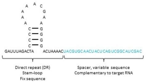 An Easy Step By Step Guide To Designing Cas13 GRNAs