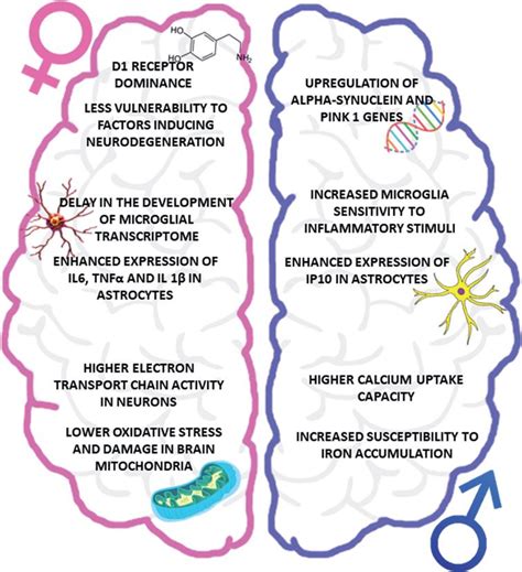 Parkinson’s Disease In Women And Men What’s The Difference Ios Press