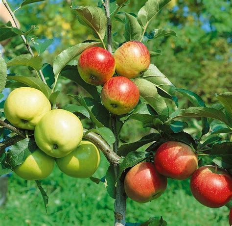 Fruit Trees It Usually Takes Two Laidback Gardener