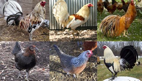 American Game Fowl Chicken Breed – Everything You Need to Know