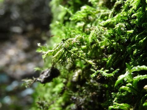 Free Images Tree Nature Forest Branch Leaf Flower Moss Log