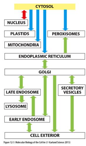 Lecture 6 ER Transmembrane Proteins Flashcards Quizlet