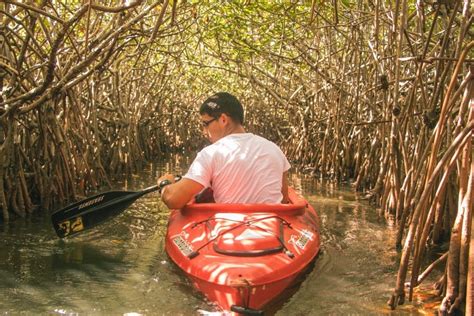 Mangroves in Belize