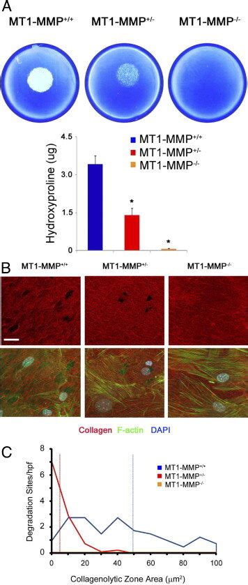 Mt1 Mmpdependent Collagen Degradation In Isolated Cardiac Fibroblasts