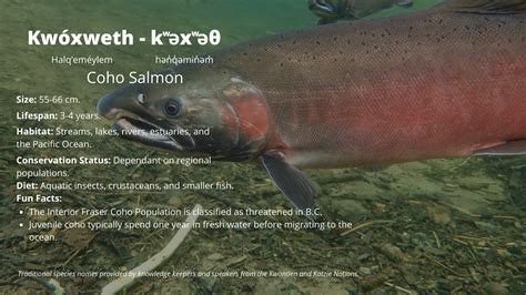 Spawning Salmon of the Fraser - Species Spotlight - Rivershed Society of BC