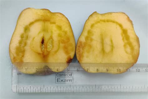 bruising soft palate