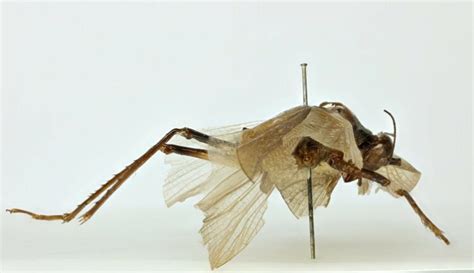 Scientists recreate the song of a cricket-like insect that hasn't been ...