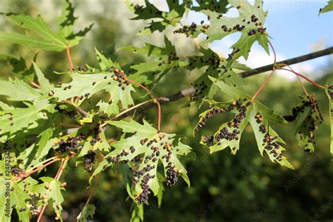 Black Galls Caused By Maple Bladder Gall Mite Or Vasates Quadripedes On Silver Maple Acer