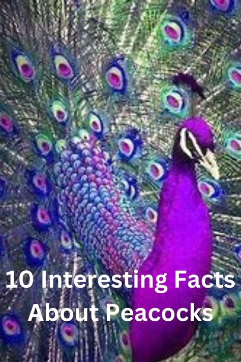 10 Interesting Facts About Peacocks Aves Exoticas Del Mundo Aves De