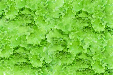 Primer Plano De Hojas De Ensalada De Lechuga Verde Fresca Fondo De