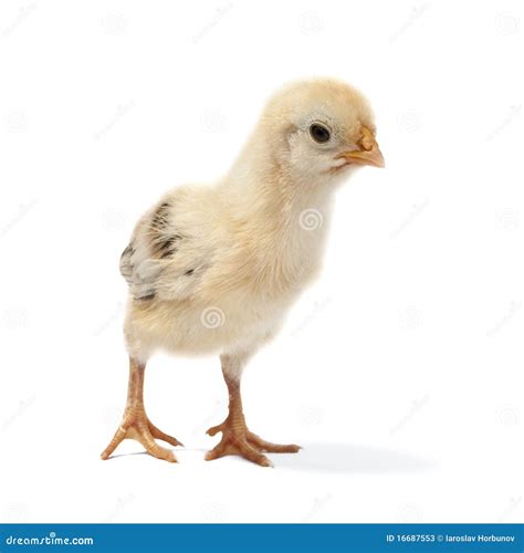 Small Chicken Stock Photos - Image: 16687553