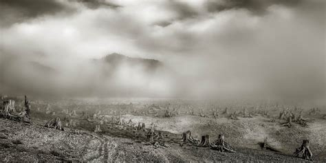 Spooky Tree Stumps Remind Us Why We Need Earth Day