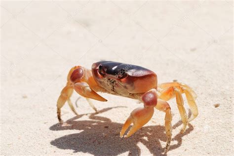 Crab On A Beach — Stock Photo © Haveseen 1728619