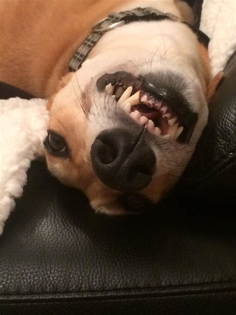 Help please- Increasing aggression when petted by others : r/Greyhounds
