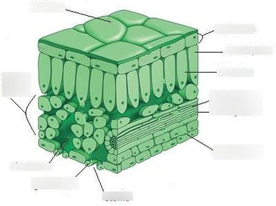 Plant Leaf Anatomy Diagram | Quizlet