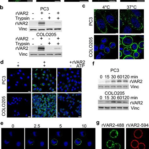 RVAR2 Is Internalized Into Cancer Cells A Confocal Images Of