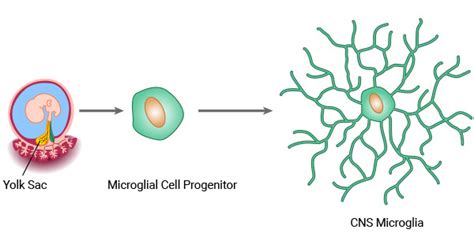 Microglial Cells Function