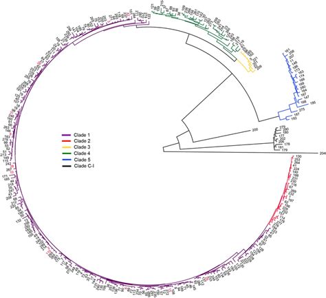 Multilocus Sequence Typing Mlst Neighbor Joining Tree This Tree Was