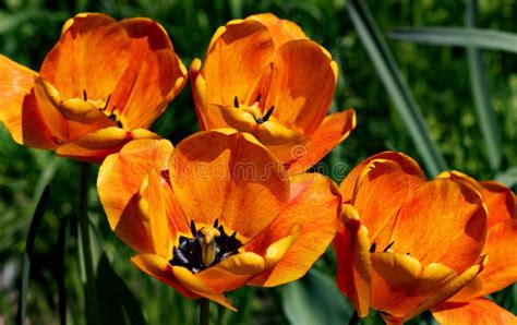 Colorful Spring Flower Bed With Colorful Tulips Flowerbed With Red And