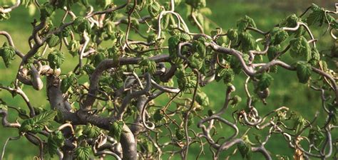 Shrubs Hedges Plants Seeds Bulbs Plants Seedlings Large