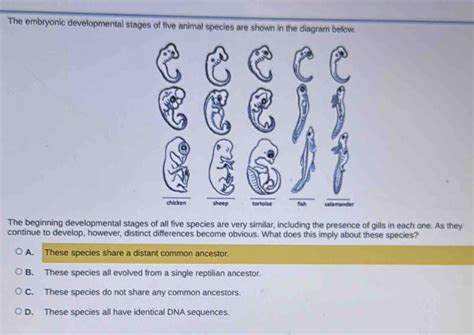 Solved: The embryonic developmental stages of five animal species are ...