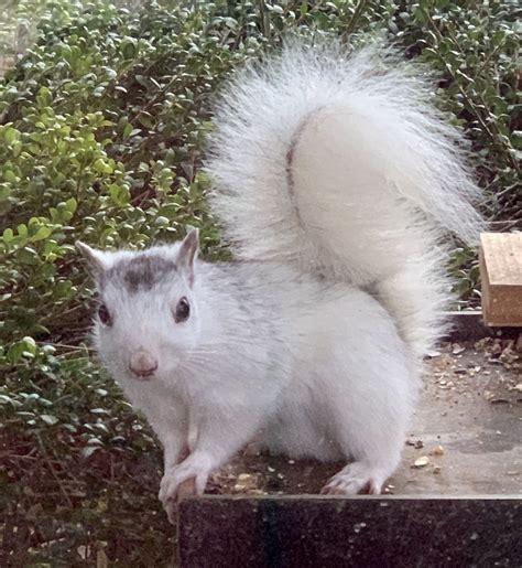 Go to the White Squirrel Shoppe in Brevard, NC for a real unique shopping experience Adorable ...