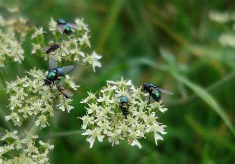 Flies Insects Flowers Free Photo On Pixabay Pixabay